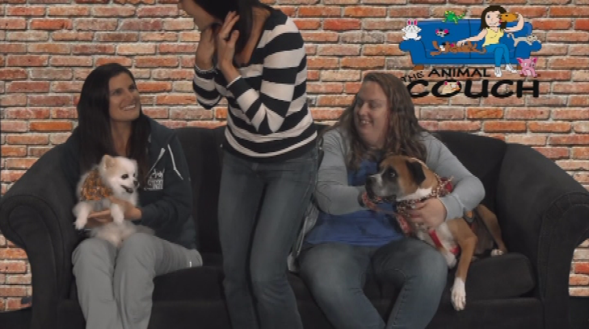 Thumbnail image for Animal Couch ep