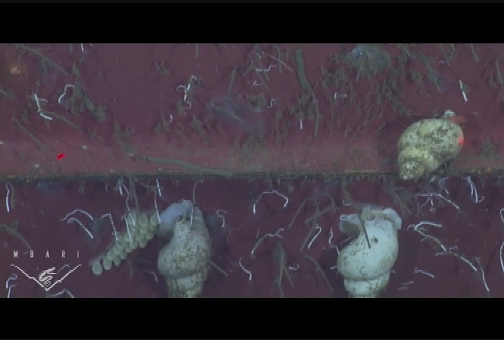 Thumbnail image for Deep_Ocean_Mysteries_of_Monterey_Bay