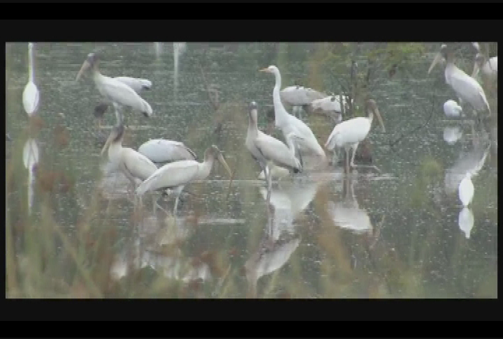 Thumbnail image for Everglades_Wading_Birds_A_Your_Sanctuary_TV_Presentaton
