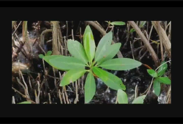 Thumbnail image for Life_In_The_Mangroves_ww275_Your_Sanctuary_TV_Presents